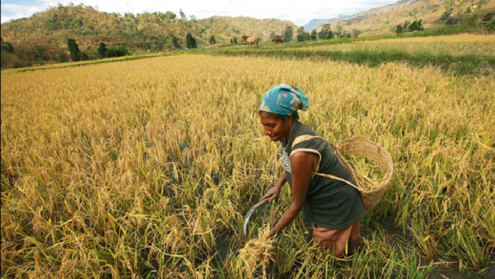 La FAO sostiene que las mujeres rurales son agentes activos del cambio económico y social.
