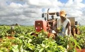 Entre los principales rublos afectados está el tabaco, producto líder de la agricultura cubana y que no puede ser colocado en el mercado del país estadounidense.