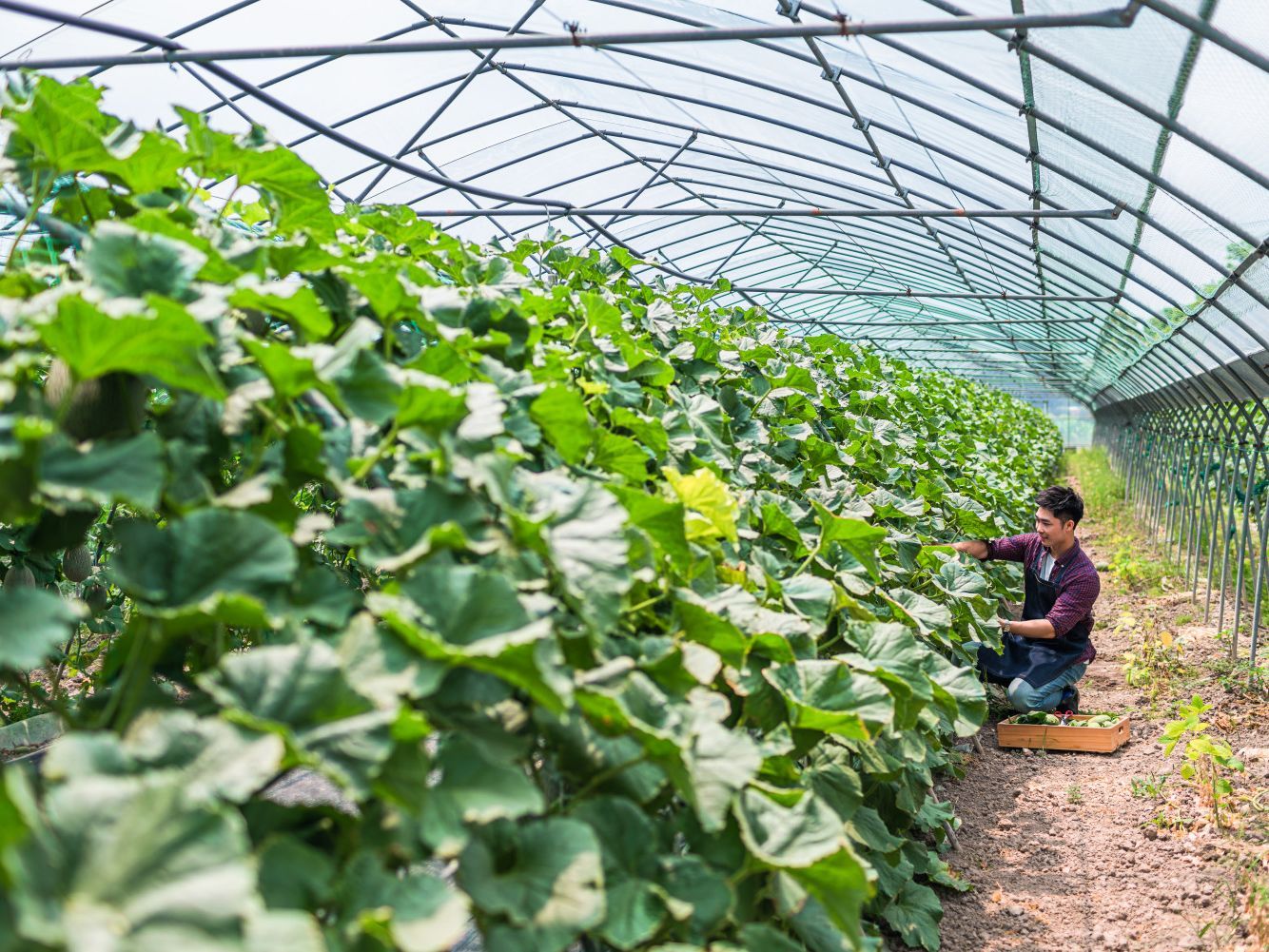 En 2013, en Beijing se celebró el primer foro de agricultura y seguridad alimentaria de la Franja y la Ruta.