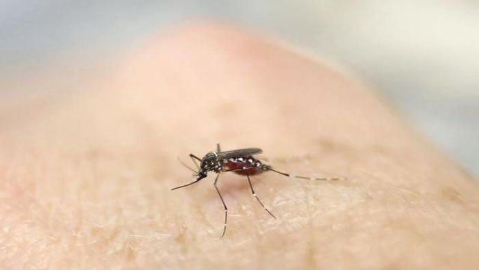 En Paraguay, durante el 2019 fueron confirmados 10.000 casos de dengue, según el ente de Vigilancia de la Salud.