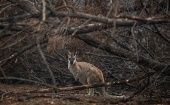 Más de mil millones de animales han muerto a causa de los incendios forestales que continúan en Australia.