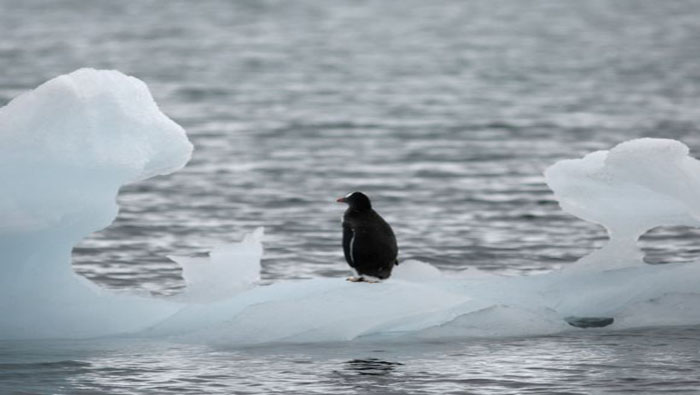 El deshielo en la Antártida afecta directamente a su fauna, y es uno de los efectos del calentamiento global.