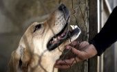 La iniciativa contra el abandono de las mascotas tiene como fin el cumplimiento de los principios básicos del trato de los humanos hacia las especies animales.
