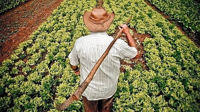 Las propuestas de los movimientos del campo brasileños procuran estimular la producción agrícola familiar y brindar seguridad alimentaria a familias en condición de desventaja.