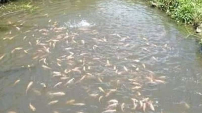 Mueren 11 Millones de peces en el Chapare debido a que no hay gasolina para oxigenadores.