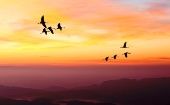 El Día Mundial de las Aves Migratorias es una campaña que se celebra cada segundo sábado de mayo y de octubre.