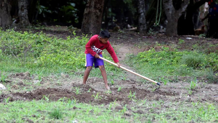 Alrededor de 10,5 millones de niños están sujetos actualmente al trabajo infantil en América Latina.