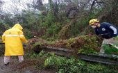 Las lluvias y fuertes vientos de Cristina derribaron árboles y crearon otros daños.