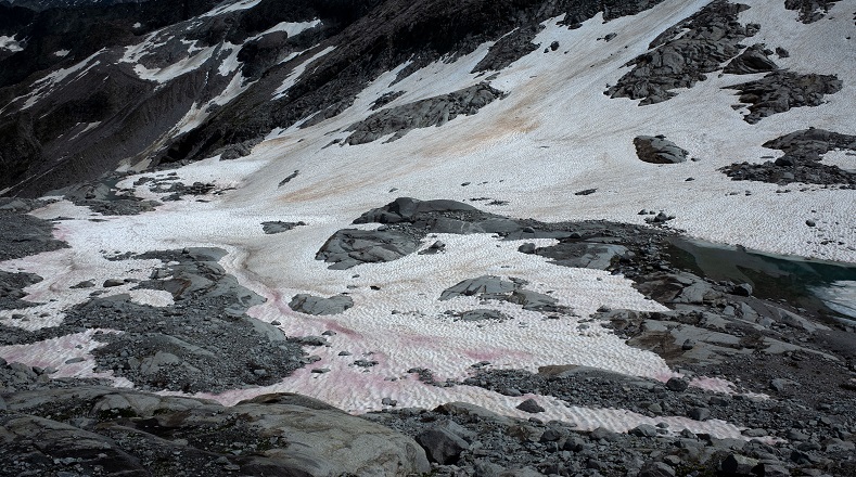 Especialistas del Centro Nacional de Investigación de Italia estudian la aparición de una atípica nieve rosa en Los Alpes.