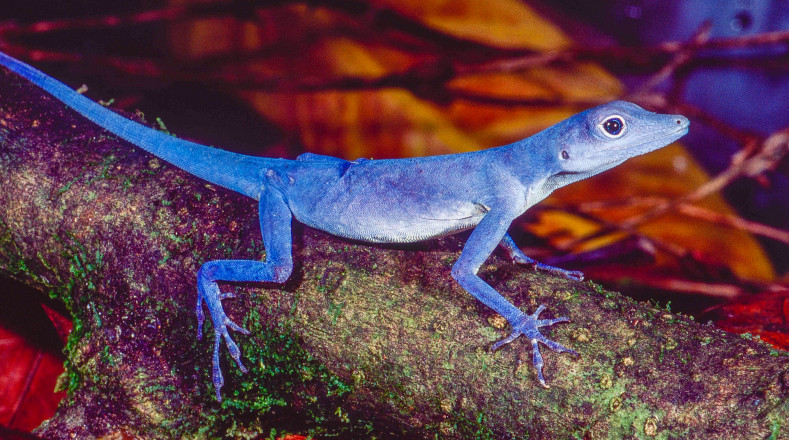 El lagarto azul de Gorgona (Anolis gorgonae) es un pequeño reptil de color azulado que solo vive en la isla de Gorgona, al norte del Valle del Cauca. Habita sobre los árboles y solo las hembras se arriesgan a bajar a la selva para depositar sus huevos.