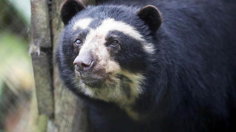 Otro animal que está en peligro de extinción es el oso de anteojos, que solo puede encontrarse en Colombia, Venezuela, Ecuador y Bolivia. Es amenazado por la destrucción de su entorno y la caza furtiva.