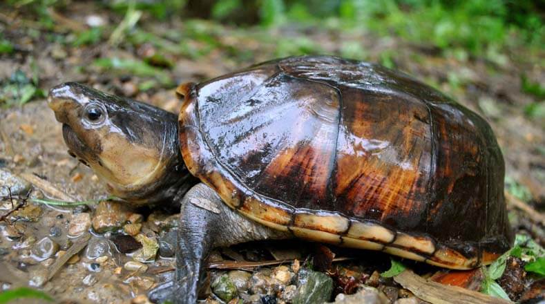 La Tortuga cabeza de trozo (Kinosternon dunni) es una tortuga de aproximadamente 20 centímetros de largo. Se encuentra generalmente en áreas pantanosas del departamento del Chocó, especialmente, en las cuencas de los ríos Baudó y San Juan.