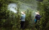 La erradicación de cultivos pretende acabar con la coca, amapola y otras plantas cultivadas ilegalmente.