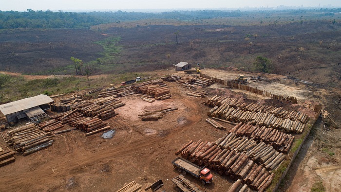 Las personalidades firmantes de la carta alertaron sobre las consecuencias significativas que tendrá la tala indiscriminada en la Amazonía.