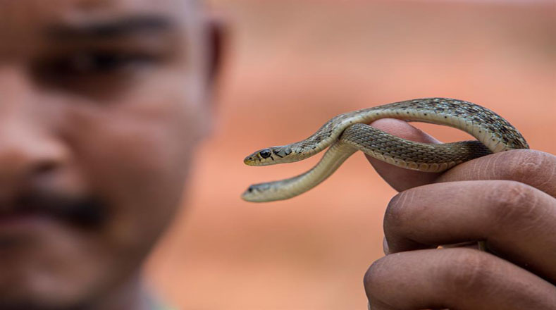 Cerca de 3.000 personas fallecen cada año en Nepal debido a mordeduras de serpientes.