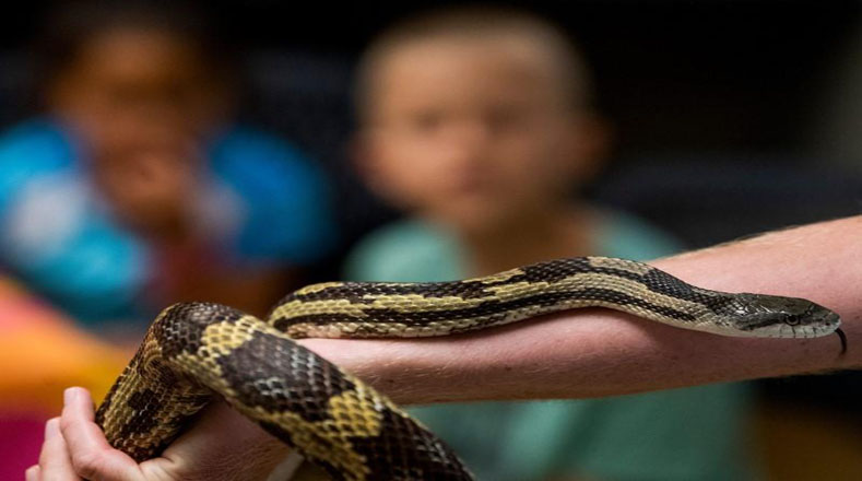 Generalmente las serpientes medianas miden entre 45 a 90 centímetros, y las de tamaño grande alcanzan los 130 centímetros. 