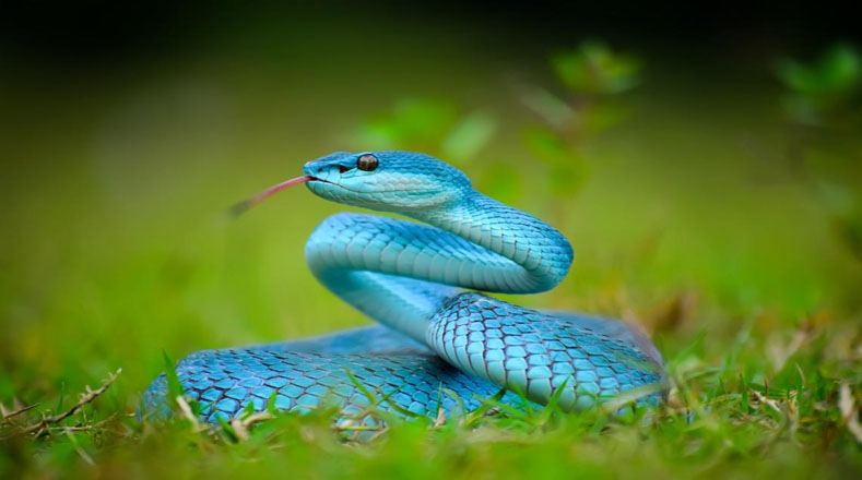 Organizaciones defensoras de los animales instan a las personas a salvaguardar la vida de las serpientes toda vez que estos reptiles son de gran importancia para el ecosistema.