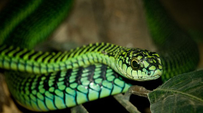 Diferentes organizaciones han utilizado a la serpiente como representación en sus logotipos e insignias, entre ellos la Organización Mundial de la Salud, y grupos de defensa ambiental.