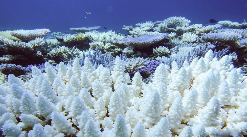 La Gran Barrera de arrecife, situada en el mar de Coral frente a la costa de Queensland en Australia, tiene una longitud de 2.600 kilómetros, esto la hace ser la mayor en su tipo. Posee más de 400 diferentes tipos de coral. Fue declarado Patrimonio de la Humanidad por Unesco en 1981.