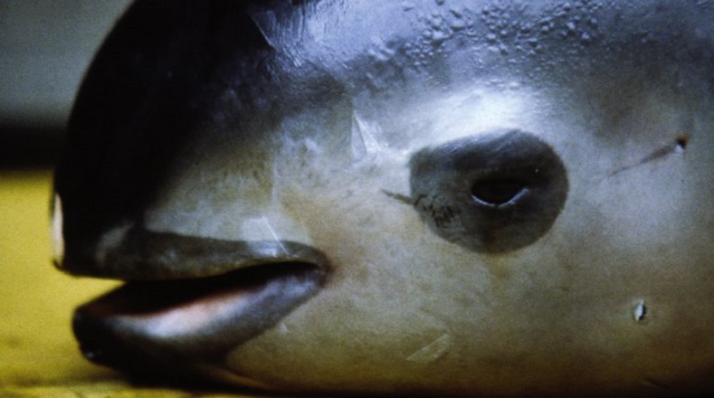 La vaquita marina ha sido, y es, víctima de caza indiscriminada. A pesar del esfuerzo por su protección existen cazadores que continúan la práctica.