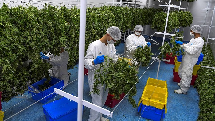 La Presidencia uruguaya sostiene que la producción de cannabis medicinal favorecerá la economía nacional.