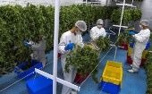 La Presidencia uruguaya sostiene que la producción de cannabis medicinal favorecerá la economía nacional.
