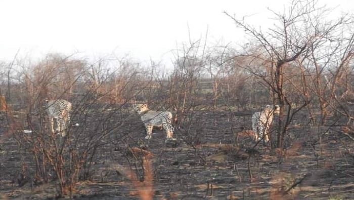 El incendio infernal sucedido en la mayor reserva de Kenia, causó gran devastación y puso en peligro a numerosas especies autóctonas.