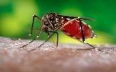 La OPS llamó a mantener una vigilancia sistemática contra enfermedades difundidas por mosquitos, como el dengue y la malaria, entre otras.