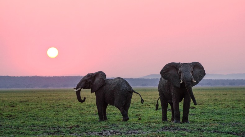 Algunas curiosidades que debes conocer sobre los elefantes