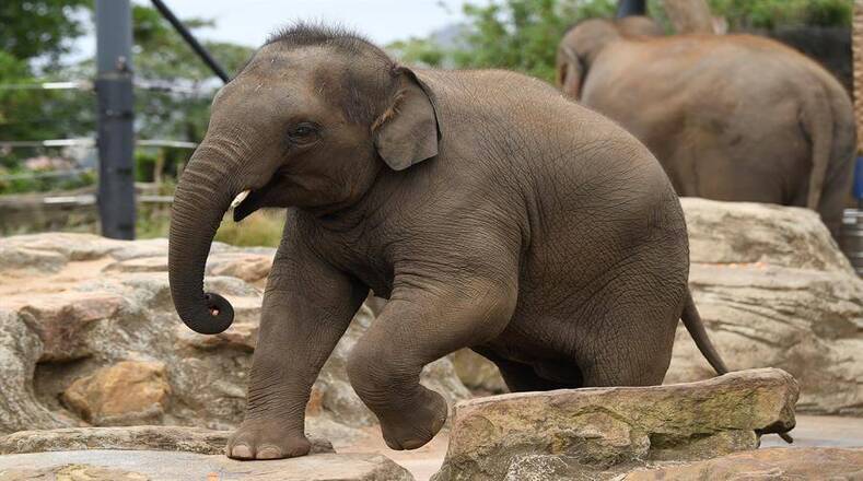 Cuando nacen, los elefantes bebés son ciegos, pero no tardan mucho en pararse solos.