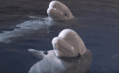 Se trata de dos belugas hembras de 13 años, originarias de las aguas del ártico ruso, que se encontraban cautivas en un acuario chino.