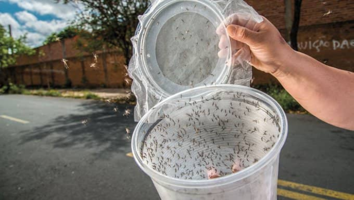 Los mosquitos elaborados por la empresa británica Oxitec, según algunos ambientalistas, pueden representar un peligro para el ecosistema.