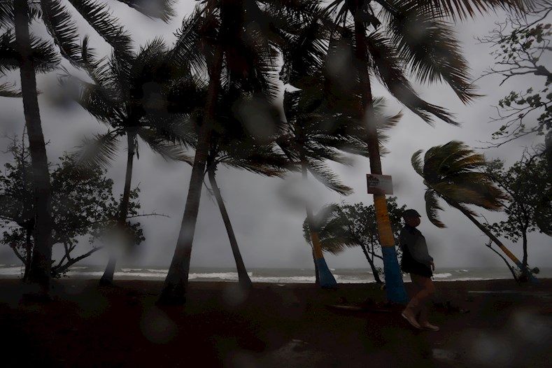 Las palmeras del Caribe son, dentro de la vegetación, las principales víctimas de los ciclones tropicales.