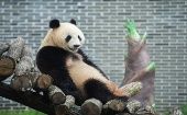 ¿Por qué es importante proteger a los osos panda?