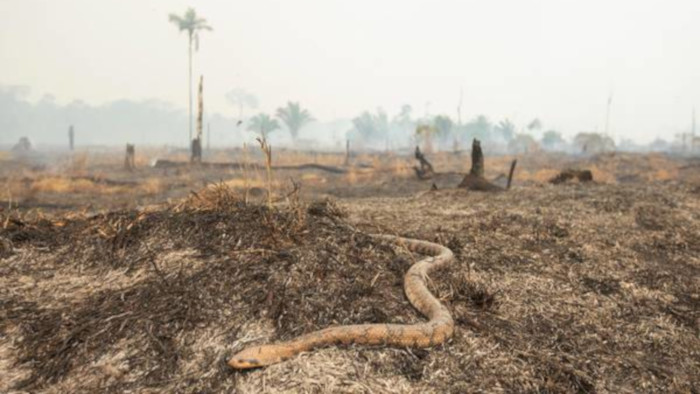 Brasil cancela acciones contra la deforestación en la Amazonía