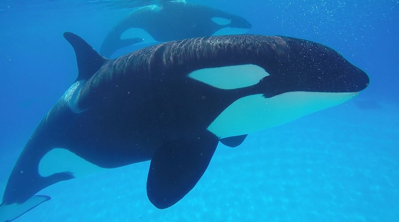 Las orcas, cuyo nombre científico es orcinus orca, es una especie de cetáceo dentado. También se le conoce como ballena asesina, aunque no existe evidencia que sustente que lo sean. Pueden llegar a pesar cinco toneladas y medir hasta nueve metros de longitud. 
