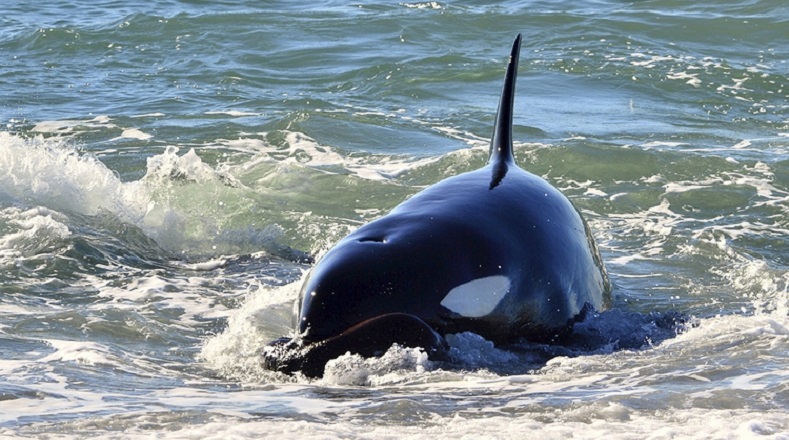 En cuanto a sus datos reproductivos, las hembras tienen un periodo de embarazo que se extiende por 17 meses y logran aparearse cada tres a diez años. Una orca recién nacida puede llegar a pesar alrededor de 181 kilogramos.