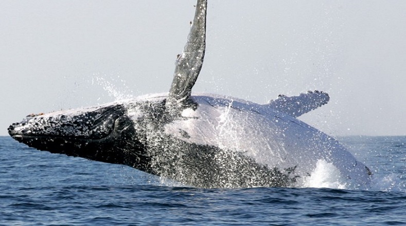 La Unión Internacional para la Conservación de la Naturaleza declaró a la orca en 2008 en “datos insuficientes”, o sea, que no existen todas las pruebas necesarias para decir que está en peligro, pero que sí debe evaluarse el riesgo para cada una de las especies de orcas.