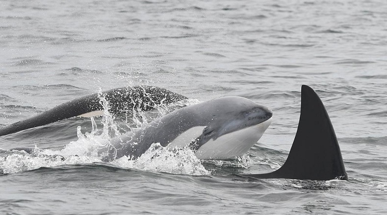 A nivel internacional el comercio de orcas está regulado por la Convención sobre el Comercio Internacional de Especies Amenazadas de Fauna y Flora Silvestre (Cites). Por lo que para realizar dicha actividad debe contarse con el permiso correspondiente.