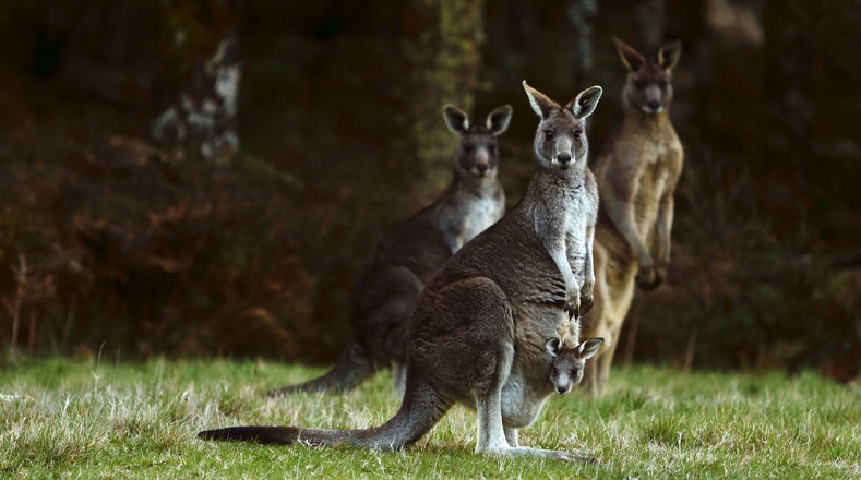 Asimismo el canguro gris occidental es un poco más pequeño y habita en las regiones del sur australiano. En tanto, el canguro gris oriental resulta el menos conocido pero es la especie con mayor población en el país.