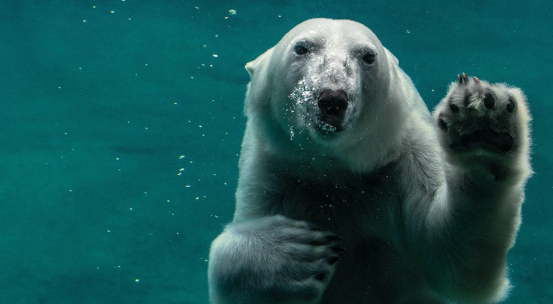 Los osos polares son víctimas del deshielo en sus hábitats naturales.