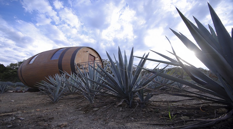 Esta planta tiene diversos usos que se han extendido desde hace años. Uno de los más conocidos es la preparación del tequila, la famosa bebida autóctona de México que también es consumida en diversos países alrededor del mundo.