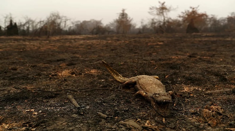 Los daños al ecosistema en general son elevados. Árboles destruidos y animales muertos o moribundos son las imágenes que más se observan actualmente en esa región suramericana. Los fuegos ya suponen un récord para el Pantanal.