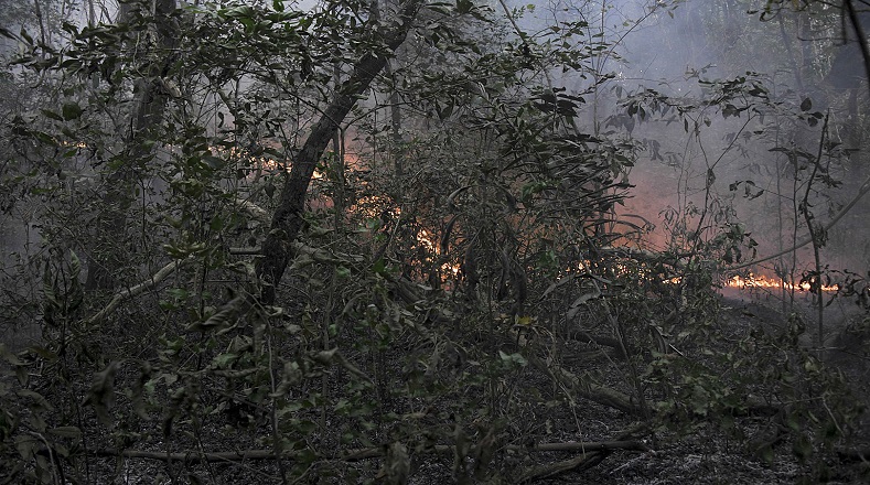 Desde enero hasta principios del mes de septiembre se ha reportado un estimado de 12.100 incendios en el sitio, según refiere el Instituto de Investigaciones Espaciales de Brasil (INPE). Así, esta es la cifra más alta en ese periodo desde el año 1998.
