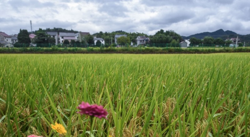 Los desatres naturales han atentado contra la buena cosecha de arroz este año en el país.