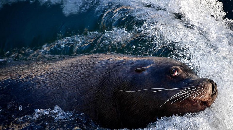 Estos animales son catalogados como extremadamente hábiles en la natación. Además, poseen oídos externos, característica esencial que los diferencia de las focas. También una piel gruesa y un pelaje corto aunque muy voluminoso.