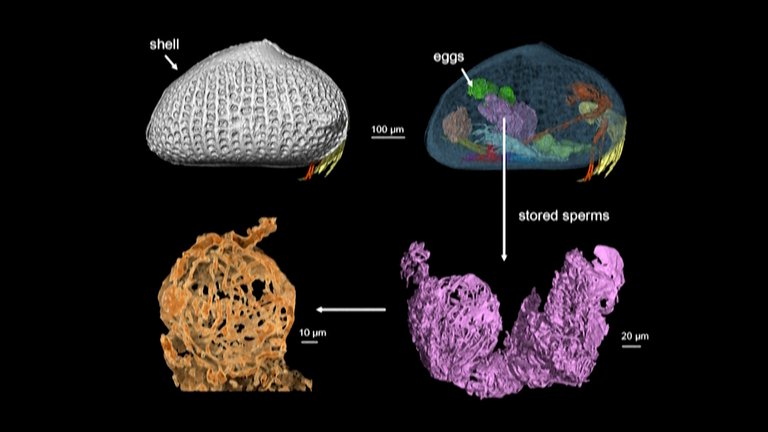 Los científicos usaron la tecnología reconstructiva de rayos X en 3D para analizar las partes del crustáceo donde fue encontrado el esperma.