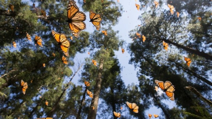La monarca norteamericana es la única mariposa que realiza una travesía tan espectacular, con una distancia cercana a los 5.000 kilómetros