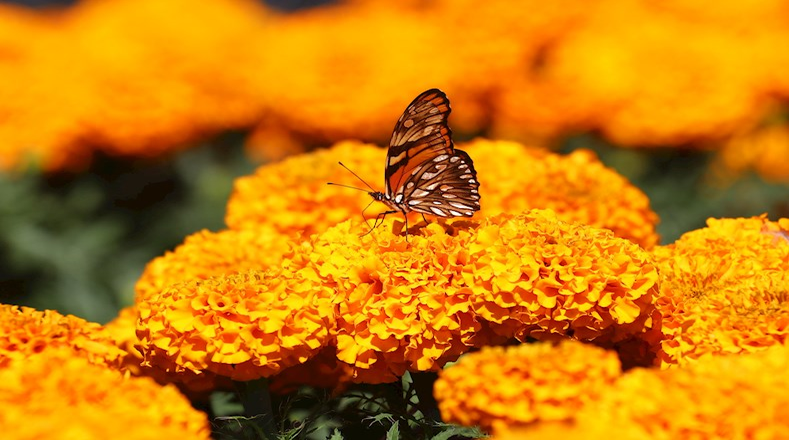 La flor de Cempasúchil es originaria de México y su nombre proviene del náhuatl cempoalxóchitl, que significa veinte flores.