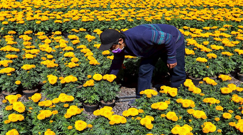 Con la industrialización de la flor de Cempasúchil su producción supera las más de 13.900 toneladas anuales.